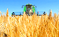 Придется ли Беларуси из-за засухи закупать зерно?