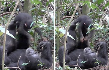 Видеохит: Мама-шимпанзе играет со своим малышом в «самолетик»