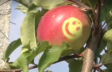 Ва Украіне пачалі вырошчваць яблыкі з усмешкамі