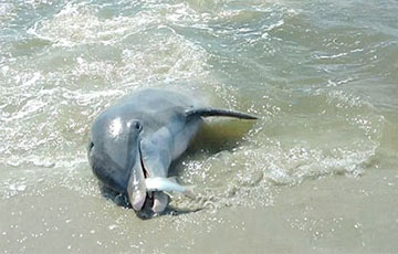 Відэагіт: Дэльфіны паказалі відавочцам незвычайны стыль рыбалкі
