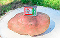 Фотофакт: В Браславском районе вырастили картофелины весом в килограмм