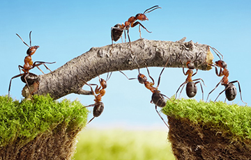 Ученые: Муравьи питаются молочком, которое дают муравьиные куколки