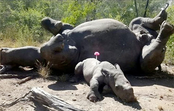 Трогательная история о детеныше носорога покорила мир