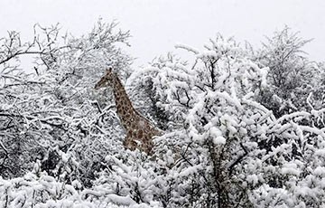 Слоны и жирафы в снегу: в Африку пришел аномальный холод
