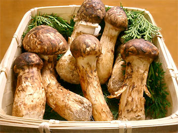Ким Чен Ын подарил президенту Южной Кореи две тонны деликатесных грибов