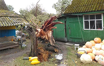 Последствия сильного ветра на Брестчине: падают деревья, отключается электричество