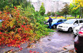 В Беларуси подсчитывают убытки после циклона «Фабьен»