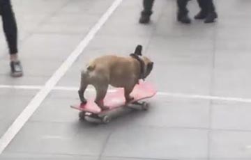 Видеохит: Бульдог катается на скейте