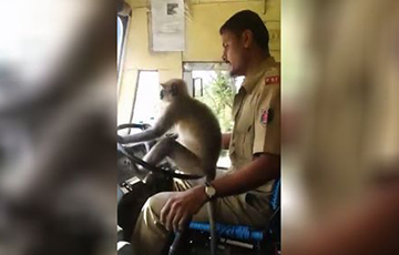 Видеохит: Индиец посадил обезьяну за руль автобуса