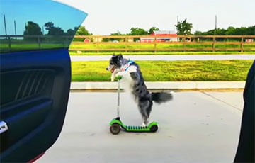 Танцующая собака видео на зеленом фоне
