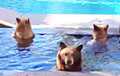 Видеохит: Медведи устроили «вечеринку» в бассейне