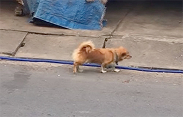 Видеохит: Собака пошла на хитрость, чтобы выпрашивать еду