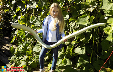 Фотофакт: Школьница из Кобрина вырастила огурец-гигант