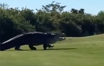Видеохит: Гигантский аллигатор гуляет по полю для гольфа