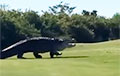 Видеохит: Гигантский аллигатор гуляет по полю для гольфа