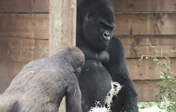 Видеохит: Детеныш гориллы показал уморительное шоу