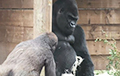 Видеохит: Детеныш гориллы показал уморительное шоу