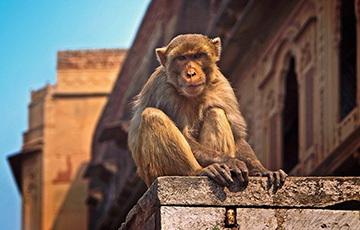 Видеохит: В Индии обезьяна украла кобру у заклинателя змей