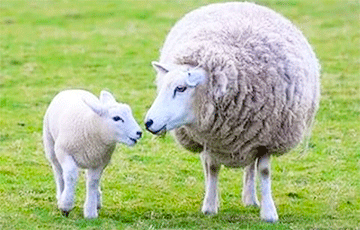 В Нидерландах хотят использовать овечью шерсть в строительстве