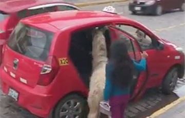 Видеохит: Пассажиры такси отправились в поездку с необычным домашним питомцем