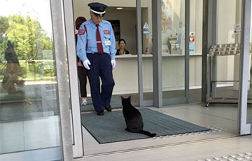 В Японии коты уже два года пытаются посетить музей