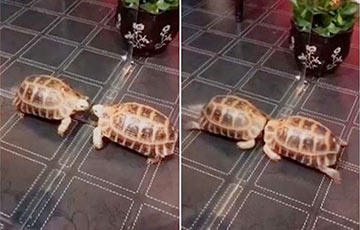 Видеохит: Черепаха борется со своим отражением в зеркале