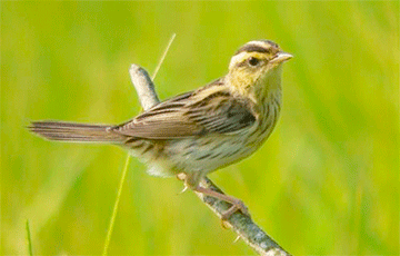 Почему Беларусь в мире ассоциируется с вертлявой камышевкой?