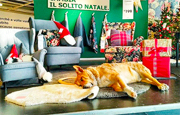 Итальянская IKEA приютила бездомных собак