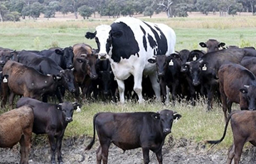 Фотофакт: В Австралии вырос двухметровый бык и этим спас себе жизнь