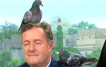 Видеохит: В эфире британского ток-шоу голуби не захотели сидеть на ведущем и разлетелись по студии
