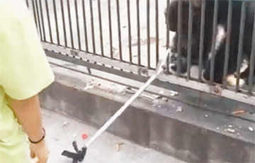 Видеохит: Честный шимпанзе вернул туристу краденую палку для селфи