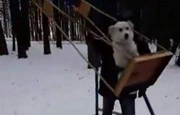 Видеохит: В Гродно собака катается на качелях