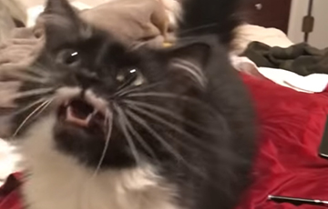 Видеохит: Говорящая с хозяином кошка стала звездой Сети