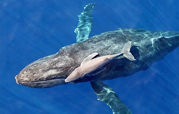 Уникальные кадры: Самка горбатого кита плавает с новорожденным