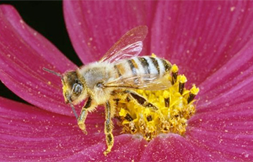 Ученые: Пчелы могут решать математические задачи