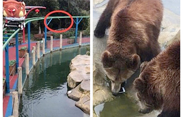 Видеофакт: Турист случайно накормил медведя своим iPhone