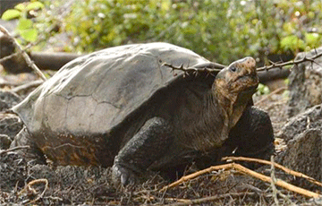 Ученые обнаружили на Галапагосах редчайшую черепаху