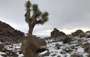 Видеофакт: В Лос-Анджелесе впервые за полвека выпал снег