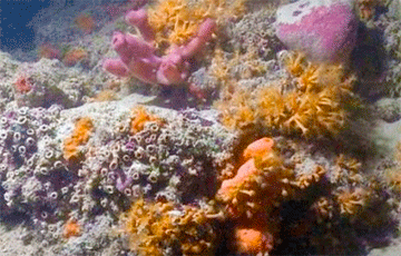 Ученые обнаружили уникальный коралловый риф у берегов Италии