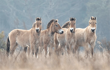 Исчезающие лошади Пржевальского неожиданно обосновались в Беларуси