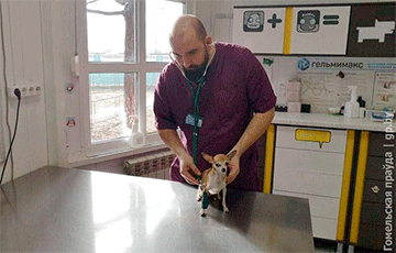 Гомельский ветеринар развеял самые популярные мифы о домашних питомцах