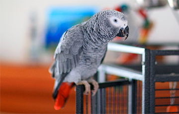 Попугай в тайне от хозяйки научился делать покупки через интернет