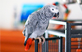 Попугай в тайне от хозяйки научился делать покупки через интернет