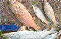 Фотафакт: У пасёлку пад Менскам масавы паморак рыбы