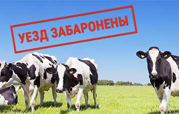 33 коровы, 280 хомяков и леопард: каких животных не пускали из Беларуси в РФ и что с ними стало