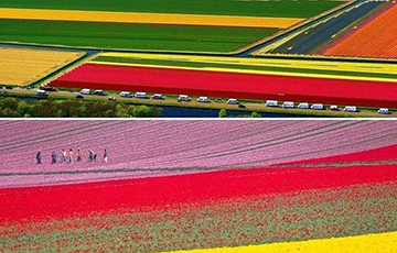 Відэафакт: У Нідэрландах зацвілі мільёны цюльпанаў