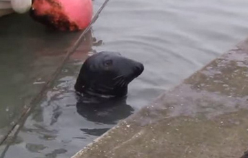 Фотофакт: В Ирландии тюлень повадился ходить в рыбный ресторан