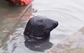 Фотофакт: В Ирландии тюлень повадился ходить в рыбный ресторан