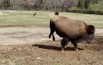 Видеофакт: Американский бизон исполнил «танец счастья» в честь весны