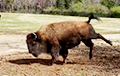 Видеофакт: Американский бизон исполнил «танец счастья» в честь весны